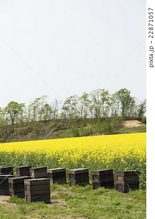 養蜂の様子(蜂の巣箱と菜の花) 養蜂の様子(蜂の巣箱と菜の花) 22871057