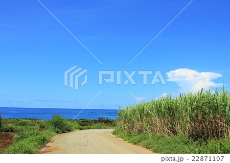 沖縄　夏のサトウキビ畑と海の風景 22871107