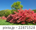 新緑とつつじの協演 22871528