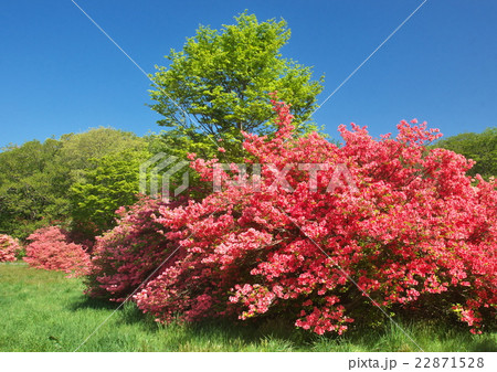 新緑とつつじの協演 22871528