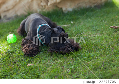 Dog lying on green meadow with his toys  22871703