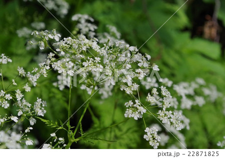 シャクの花の写真素材