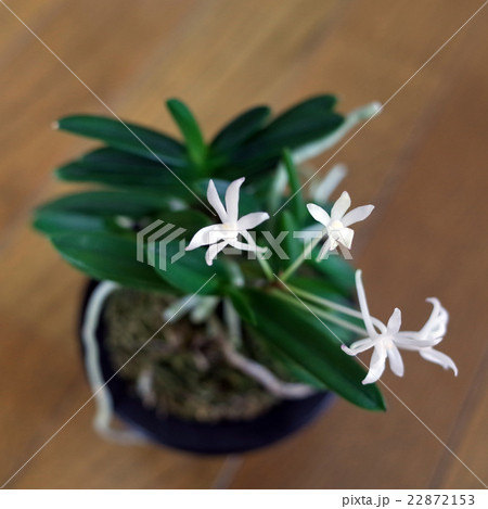 富貴欄の花 22872153