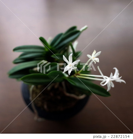 富貴欄の花 22872154