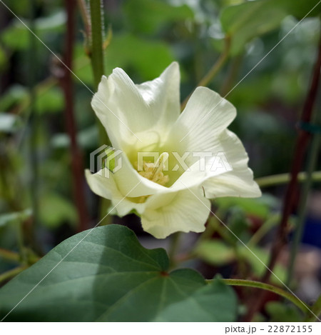 綿の花 22872155