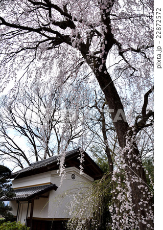 長妙寺のしだれ桜 22872572