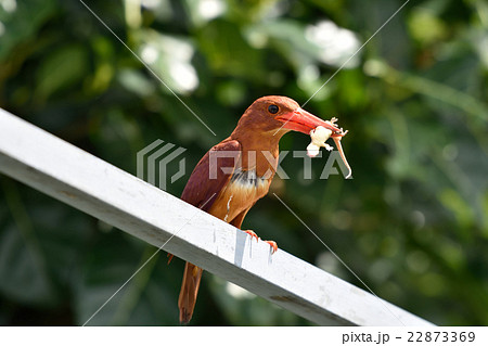 ヤモリを捕まえたアカショウビン ヤモリを捕まえたアカショウビン 22873369