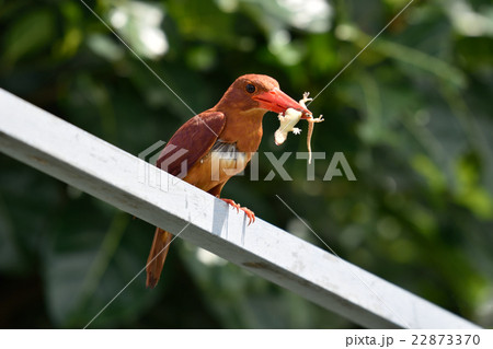 ヤモリを捕まえたアカショウビン 22873370