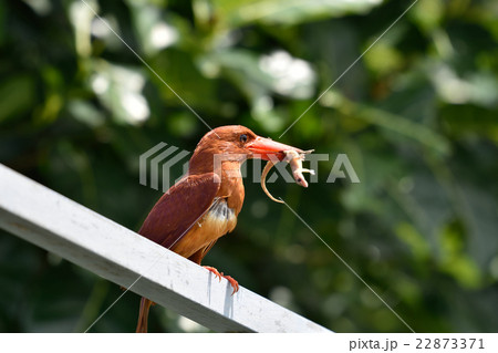 ヤモリを捕まえたアカショウビン ヤモリを捕まえたアカショウビン 22873371