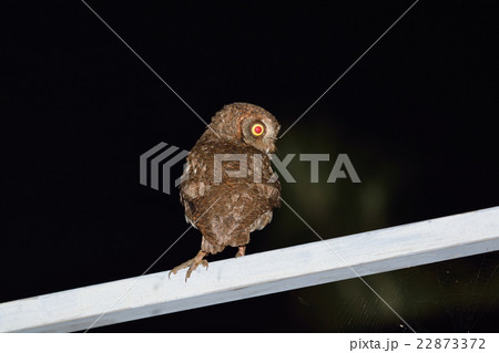 リュウキュウコノハズク リュウキュウコノハズク 22873372