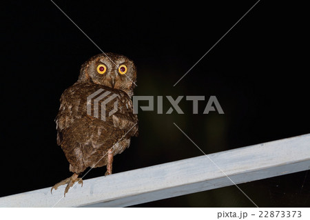 リュウキュウコノハズク リュウキュウコノハズク 22873373