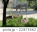 石川動物園のシマウマ 22873562
