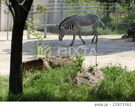 石川動物園のシマウマ 22873562