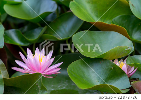 見沼自然公園 睡蓮の花 見沼自然公園 睡蓮の花 22873726