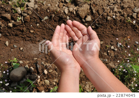 小学生のアサガオ観察 種蒔 小学生のアサガオ観察 種蒔 22874045