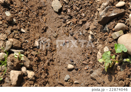 小学生のアサガオ観察 種蒔 小学生のアサガオ観察 種蒔 22874046