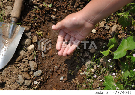 小学生のアサガオ観察　種蒔 22874049