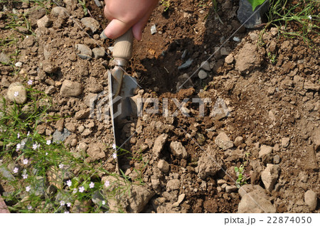 小学生のアサガオ観察　種蒔 22874050