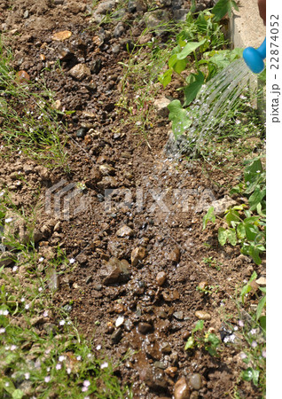 小学生のアサガオ観察　種蒔 22874052