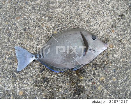 ニザダイ ニザダイ 22874217