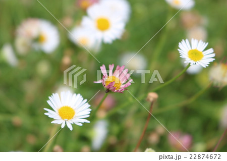 エリゲロン（源平小菊） 22874672