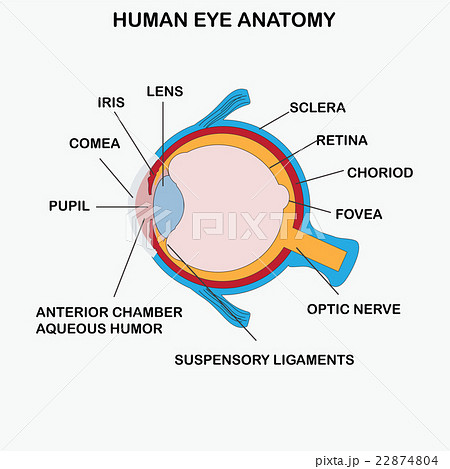 Anatomy of human eye. Anatomy of human eye. 22874804