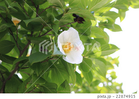 シャラノ花 シャラノ花 22874915