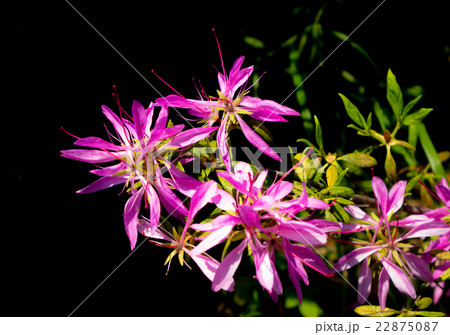 モチツツジ モチツツジ 22875087