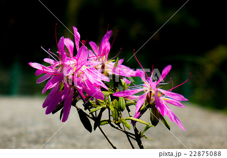 モチツツジ 22875088