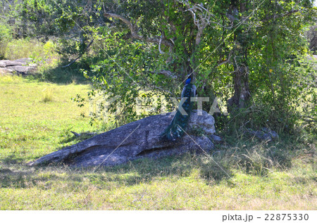 ヤーラ国立公園の木陰にいた優美なクジャク 22875330