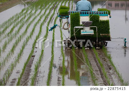 田植え 田植え 22875415