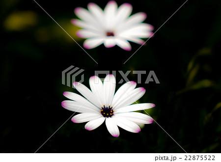 オステオスペルマム オステオスペルマム 22875522