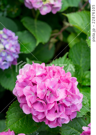 雨に濡れた葉とアジサイ 22876105