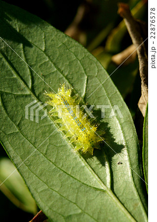 芍薬の葉につくイラガの幼虫の写真素材