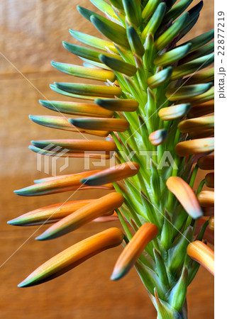 Aloe Vera Flower - Macro Photo Aloe Vera Flower - Macro Photo 22877219