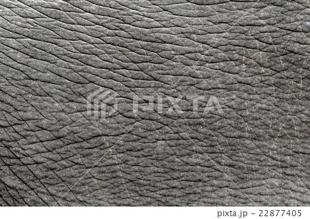 elephant skin elephant skin 22877405