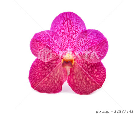 beautiful blooming orchid beautiful blooming orchid 22877542