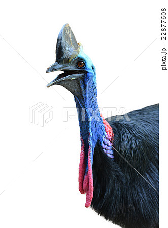 cassowary head isolated cassowary head isolated 22877608