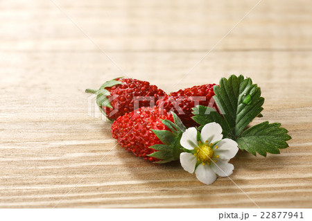 Alpine strawberry (Fragaria vesca) Alpine strawberry (Fragaria vesca) 22877941