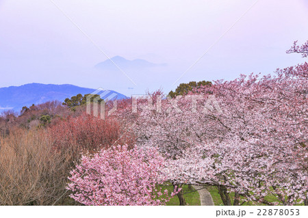 紫雲出山の桜 香川県三豊市詫間町の写真素材