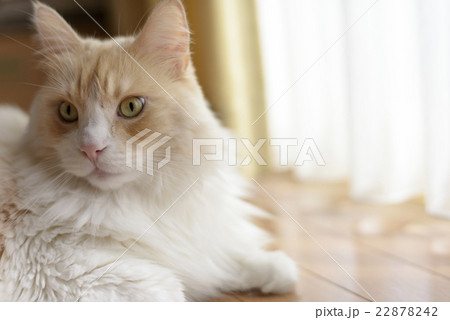 横になっている猫 22878242