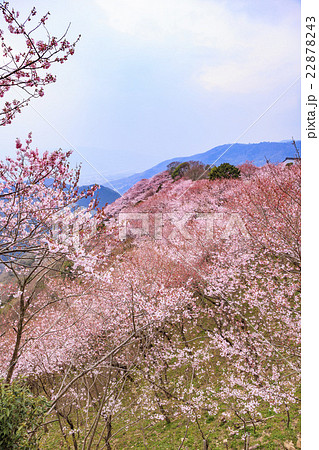 八百萬神之御殿の桜 徳島県美馬市 八百萬神之御殿の桜 徳島県美馬市 22878243