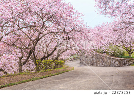 八百萬神之御殿に咲く桜 徳島県美馬市 八百萬神之御殿に咲く桜 徳島県美馬市 22878253