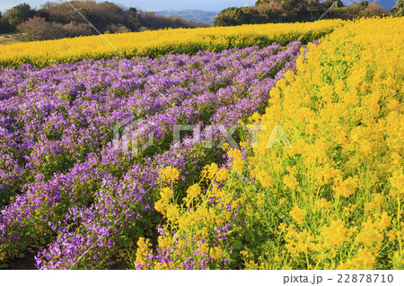 あわじ花さじきの菜の花畑 兵庫県淡路市の写真素材