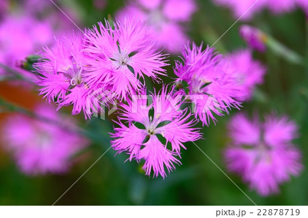 初夏のカワラナデシコ 初夏のカワラナデシコ 22878719