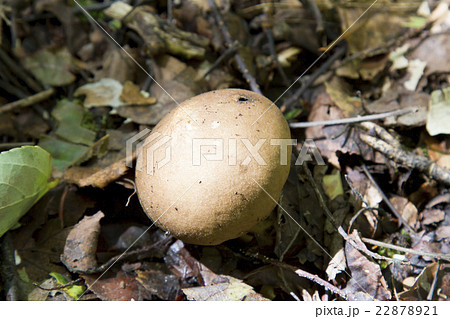 ホコリダケ ホコリダケ 22878921
