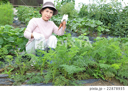 家庭菜園 ニンジン収穫 左手に2本 家庭菜園 ニンジン収穫 左手に2本 22878935