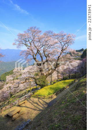 ひょうたん桜と菜の花 高知県 仁淀川町の写真素材