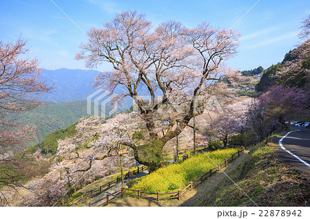 ひょうたん桜と菜の花　高知県　仁淀川町 22878942