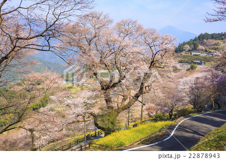 ひょうたん桜と菜の花 高知県 仁淀川町の写真素材